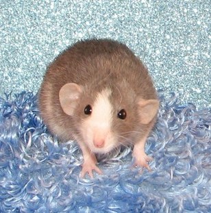 dwarf rat mac rats portsmith